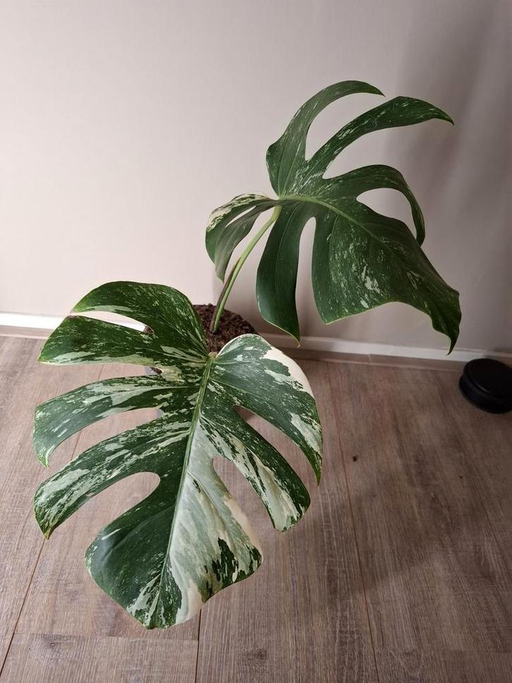 Monstera Albo Variegata, Huis en Inrichting, Kamerplanten, Overige soorten, Minder dan 100 cm, Ophalen of Verzenden
