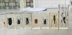 Insecten in hars gegoten - Collectie, Ophalen of Verzenden