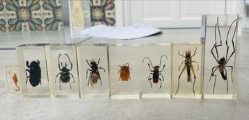 Insecten in hars gegoten - Collectie beschikbaar voor biedingen