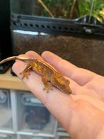 Crested gecko tricolor wimpergekko, Dieren en Toebehoren, Hagedis, 0 tot 2 jaar