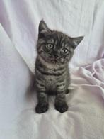 Zeldzaam Black Smoke Britse Korthaar Kitten kater - Noir, Kater, Gechipt, 0 tot 2 jaar