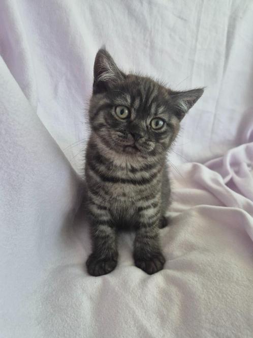 Zeldzaam Black Smoke Britse Korthaar Kitten kater - Noir, Dieren en Toebehoren, Katten en Kittens | Raskatten | Korthaar, Kater