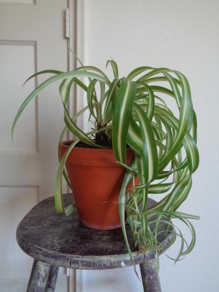 KRULGRASLELIE Chlorophytum comosum BONNIE aardewerk pot, Huis en Inrichting, Kamerplanten, Minder dan 100 cm, Halfschaduw, In pot