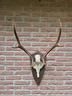 Mooi Edelhert Gewei Jacht Trofee Mancave Jacht Hut d85, Verzamelen, Dierenverzamelingen, Ophalen, Hert, Gewei of Kop