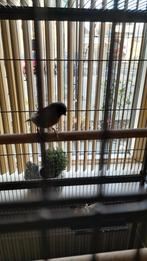 Kanarie, Dieren en Toebehoren, Vogels | Overige Vogels, Mannelijk