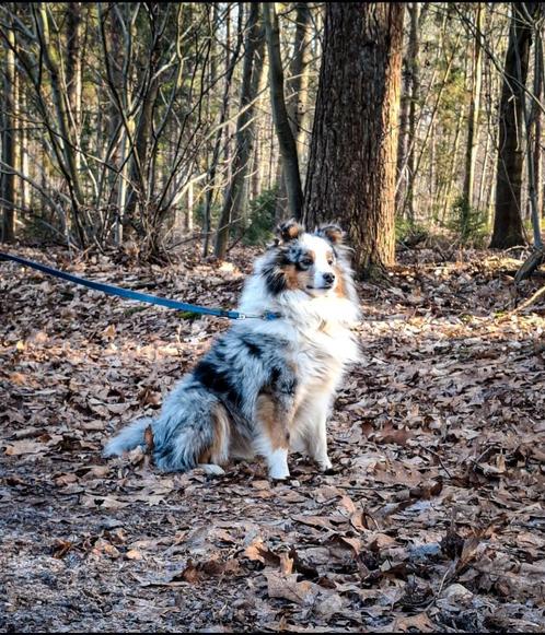 Sheltie dekreu Blue Merle ( 25% Mini Australian Shepherd), Dieren en Toebehoren, Honden | Dekreuen, Reu, Particulier, Eén hond