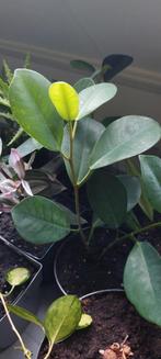 Stekjes Ficus, Huis en Inrichting, Kamerplanten, Ficus, Minder dan 100 cm, Groene kamerplant, Halfschaduw