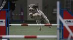 Multigen doodle dekreu, getest en vrij van erfelijke afw., Dieren en Toebehoren, Reu, CDV (hondenziekte), Eén hond, 3 tot 5 jaar