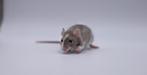 Lieve (dwerg/kleinere) ratten te koop, Dieren en Toebehoren, Rat, Mannelijk, Tam, September