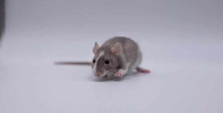 Lieve (dwerg/kleinere) ratten te koop, Dieren en Toebehoren, Knaagdieren, Mannelijk, Rat, September, Tam