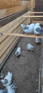 wyandotte columbia hennen, Dieren en Toebehoren, Vogels | Duiven, Vrouwelijk