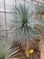 Yucca rostrata ssp. Cuatro Cienegas 63, 205 cm, stam 150 cm, Ophalen, Overige soorten, Volle zon