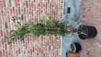 osmanthus Heterophyllus Schijnhulst meerstammig, Tuin en Terras, Ophalen, Halfschaduw, Overige soorten, Lente