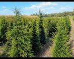 Taxus baccata., Ophalen of Verzenden, Taxus, Haag, 100 tot 250 cm