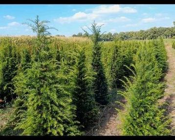 Taxus baccata. beschikbaar voor biedingen