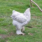 toom jonge brahma kippen isabel,  3 hennen met  1 haan, Dieren en Toebehoren, Pluimvee, Meerdere dieren, Kip