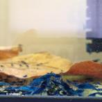 Blauwe | Blue Dream Neocaridina garnalen AANBIEDING, Dieren en Toebehoren, Vissen | Aquariumvissen, Kreeft, Krab of Garnaal, Zoetwatervis