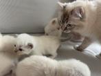 100% Ragdoll kittens, Dieren en Toebehoren, Katten en Kittens | Overige Katten, Meerdere dieren