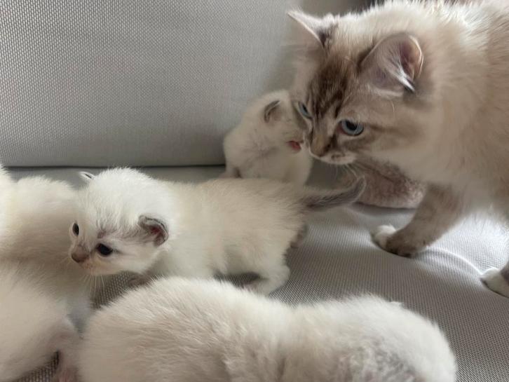 100% Ragdoll kittens, Dieren en Toebehoren, Katten en Kittens | Overige Katten, Meerdere dieren