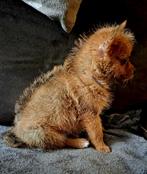 ...PRACHTIGE POMERIAAN PUPS..., Dieren en Toebehoren, Honden | Chihuahua's en Gezelschapshonden, Overige rassen, 8 tot 15 weken