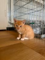 De allerleukste kittens, Poes, Kortharig, 0 tot 2 jaar