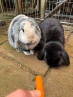 2 lieve dwergkonijntjes, Dieren en Toebehoren, Konijnen, Vrouwelijk, Dwerg