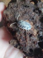Dairy Cow Isopods (Porcellio laevis), Nieuw, Ophalen, Tak, Plant, Rots of Steen
