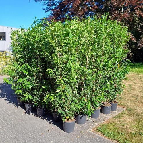 29 Stuks Laurier Caucasica in pot lengte 210 tot 225 cm!!, Tuin en Terras, Planten | Struiken en Hagen, Haag, Laurier, 100 tot 250 cm