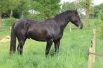 Prachtige 3 jarige Quarter Horse hengst, Dieren en Toebehoren, Paarden, Minder dan 160 cm, Gechipt, Hengst, 3 tot 6 jaar