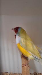 Mooi koppeltje Goulds geringd en onverwant en zitten koud, Dieren en Toebehoren, Vogels | Overige Vogels, Meerdere dieren, Tropenvogel