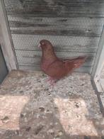 Te koop Nederlandse hoogvlieger doffer