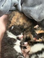Laaste poesje nog te reserveren geboren 21-08-2025, Dieren en Toebehoren, Katten en Kittens | Overige Katten, Geslacht onbekend