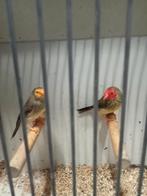 Koppel roodkop x Oranjekop binsastrilde, Meerdere dieren