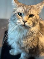 Maine coon poes 3 jaar, Dieren en Toebehoren, Poes, 3 tot 5 jaar