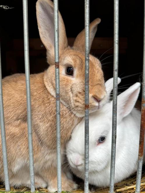 Gratis: twee lieve konijnen met konijnenhok., Dieren en Toebehoren, Konijnen, Klein, Meerdere dieren, 3 tot 5 jaar