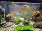 Platy marigold, Dieren en Toebehoren, Vis, Zoetwatervis