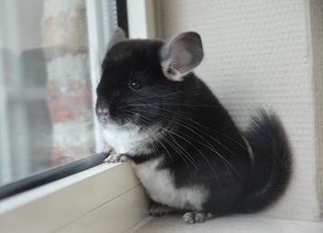 chinchilla jonge bokjes (lees ook de omschrijving) beschikbaar voor biedingen