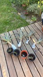 Planten stekjes groot klein Aloe vera, Ophalen, Overige soorten, Minder dan 100 cm