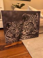 Schilderij/plaat van twee leeuwen, Ophalen of Verzenden, Zo goed als nieuw, Schilderij, Minder dan 50 cm