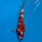 Ginrin shows koi karper, Dieren en Toebehoren, Vissen | Vijvervissen, Karper of Koi