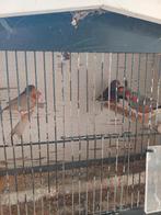 Zebravink mannen uit buiten voliere, Ophalen, Metaal, Volière