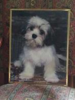FOTO van een hond/pup  incl. smal gouden lijstje  51x 41 cm, Ophalen, Minder dan 50 cm, 50 tot 75 cm, Zo goed als nieuw