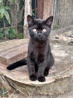 Britse Korthaar kittens GRIJZE VERKOCHT, Dieren en Toebehoren, Katten en Kittens | Raskatten | Korthaar, Meerdere dieren, Ontwormd