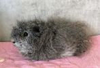 CH Teddy cavia BEER, Cavia, Mannelijk, December, Tam