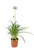 Agapanthus - Afrikaanse lelie - 50 cm hoog, Volle zon, Vaste plant, Zomer, Ophalen