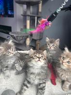 Prachtige kittens te koop, Dieren en Toebehoren, Katten en Kittens | Raskatten | Langhaar, Meerdere dieren, 0 tot 2 jaar
