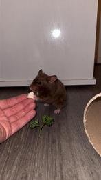 Goudhamster zoekt huisje, Dieren en Toebehoren, Knaagdieren, Hamster, April, Mannelijk, Tam