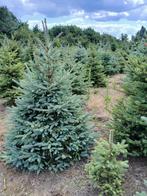 te koop Picea Omorika  4000 stuks, Tuin en Terras, Planten | Bomen, Ophalen, Bloeit niet, Overige soorten