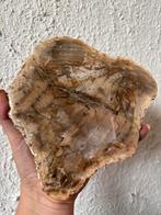 Versteend Hout Plak - Edelsteen, Ophalen of Verzenden, Fossiel