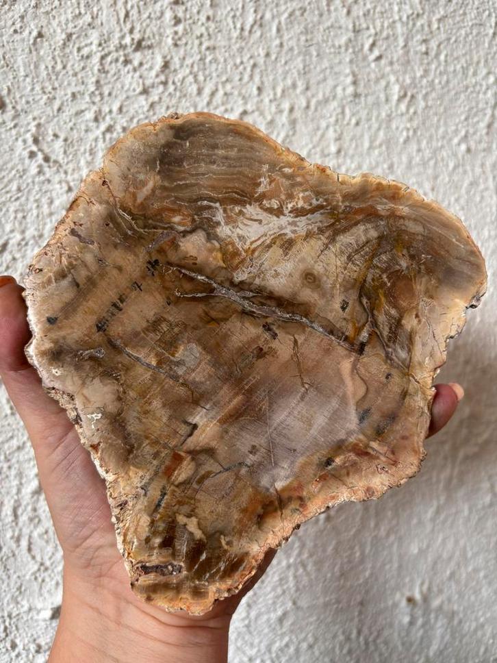 Versteend Hout Plak - Edelsteen, Verzamelen, Mineralen en Fossielen, Fossiel, Ophalen of Verzenden